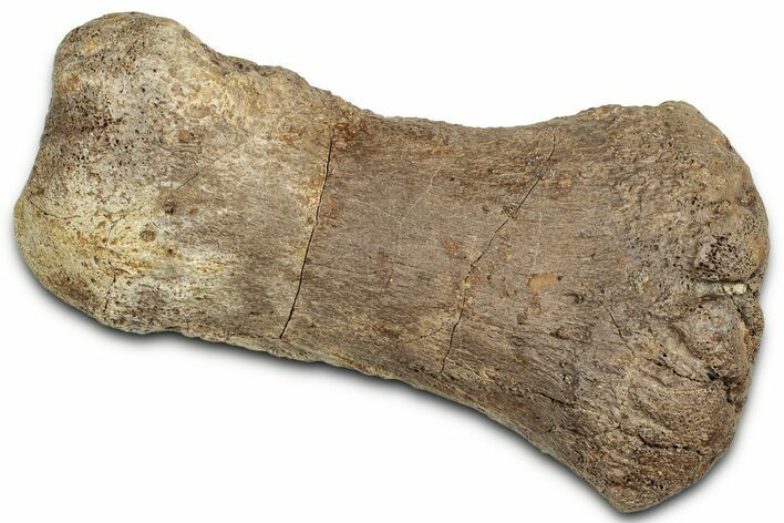 Hadrosaur (Edmontosaurus) Metacarpal V - Montana #326421
